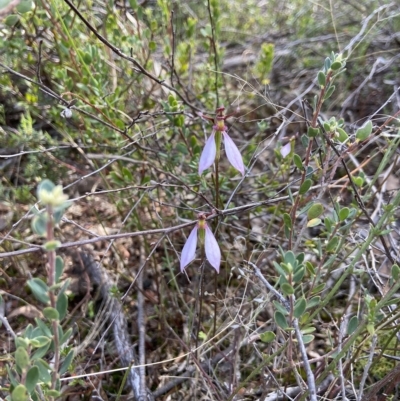 Eriochilus cucullatus (Parson's Bands) at Stromlo, ACT - 5 Apr 2023 by AJB