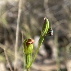 Speculantha rubescens (Blushing Tiny Greenhood) at Stromlo, ACT - 5 Apr 2023 by AJB
