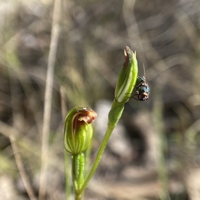 Speculantha rubescens (Blushing Tiny Greenhood) at Stromlo, ACT - 5 Apr 2023 by AJB