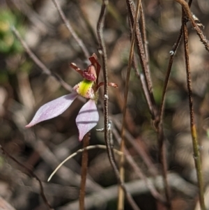 Eriochilus cucullatus at Aranda, ACT - 9 Apr 2023