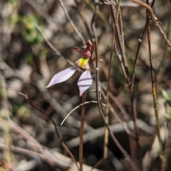 Eriochilus cucullatus at Aranda, ACT - 9 Apr 2023