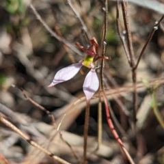 Eriochilus cucullatus at Aranda, ACT - suppressed