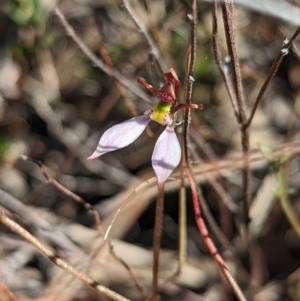 Eriochilus cucullatus at Aranda, ACT - 9 Apr 2023