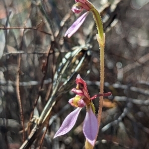 Eriochilus cucullatus at Bruce, ACT - 9 Apr 2023