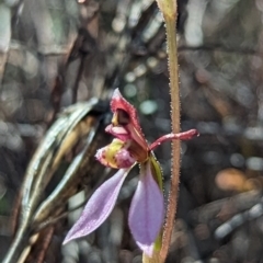 Eriochilus cucullatus at Bruce, ACT - 9 Apr 2023