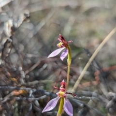 Eriochilus cucullatus at Bruce, ACT - 9 Apr 2023