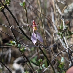 Eriochilus cucullatus (Parson's Bands) at Point 5815 - 9 Apr 2023 by Rebeccajgee