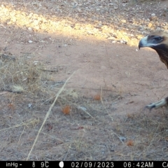 Aquila audax (Wedge-tailed Eagle) at Fentons Creek, VIC - 8 Feb 2023 by KL