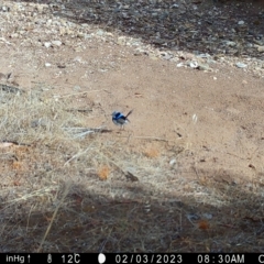 Malurus cyaneus (Superb Fairywren) at Fentons Creek, VIC - 16 Jan 2023 by KL