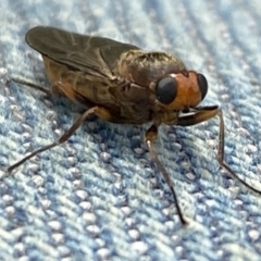 Inopus rubriceps (Sugarcane Soldier Fly) at Burradoo, NSW - 6 Apr 2023 by GlossyGal