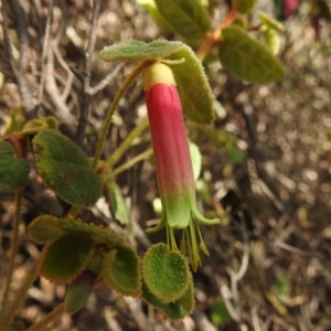 Correa reflexa var. reflexa at Paddys River, ACT - 8 Apr 2023 02:03 PM