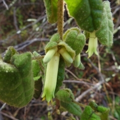 Correa reflexa var. reflexa (Common Correa, Native Fuchsia) at Bullen Range - 8 Apr 2023 by JohnBundock