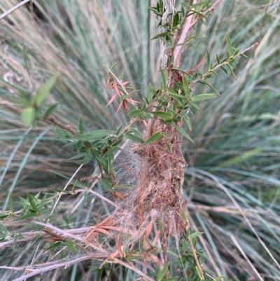 Orthaga thyrisalis (Teatree Web Moth) at Weston, ACT - 8 Apr 2023 by Amelia