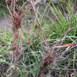 Orthaga thyrisalis at Weston, ACT - 8 Apr 2023