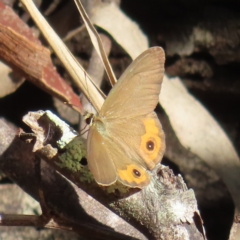 Hypocysta metirius (Brown Ringlet) at Augustine Heights, QLD - 1 Apr 2023 by MatthewFrawley