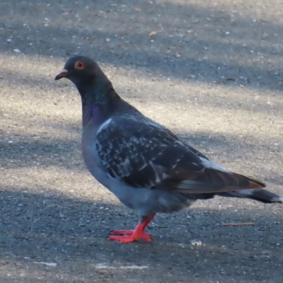 Columba livia (Rock Dove (Feral Pigeon)) at Augustine Heights, QLD - 1 Apr 2023 by MatthewFrawley