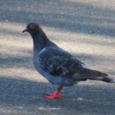 Columba livia (Rock Dove (Feral Pigeon)) at Augustine Heights, QLD - 2 Apr 2023 by MatthewFrawley