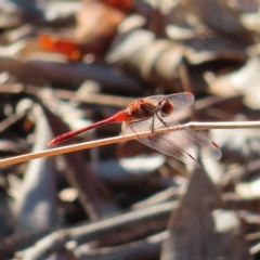 Diplacodes bipunctata (Wandering Percher) at Augustine Heights, QLD - 2 Apr 2023 by MatthewFrawley