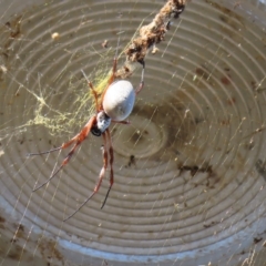 Trichonephila edulis at Augustine Heights, QLD - 1 Apr 2023 by MatthewFrawley