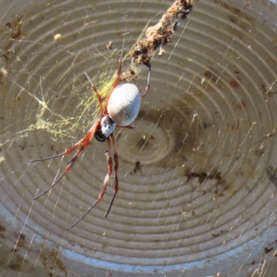 Trichonephila edulis (Golden orb weaver) at Augustine Heights, QLD - 2 Apr 2023 by MatthewFrawley
