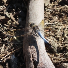 Orthetrum caledonicum (Blue Skimmer) at Augustine Heights, QLD - 2 Apr 2023 by MatthewFrawley