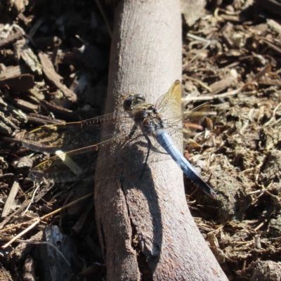 Orthetrum caledonicum (Blue Skimmer) at Augustine Heights, QLD - 2 Apr 2023 by MatthewFrawley