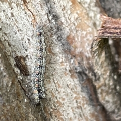 Anestia (genus) at Acton, ACT - 26 Mar 2023