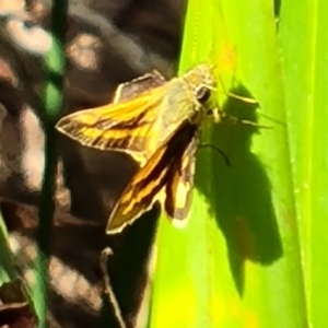 Ocybadistes walkeri at Isaacs, ACT - 9 Apr 2023