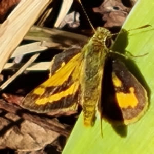 Ocybadistes walkeri at Isaacs, ACT - 9 Apr 2023 02:59 PM