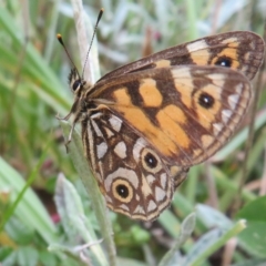 Oreixenica lathoniella (Silver Xenica) at Cotter River, ACT - 31 Mar 2023 by Christine