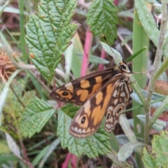 Oreixenica lathoniella at Cotter River, ACT - 31 Mar 2023