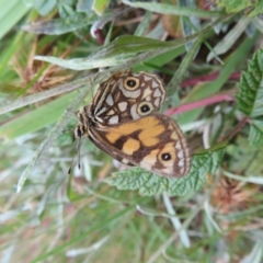 Oreixenica lathoniella at Cotter River, ACT - 31 Mar 2023