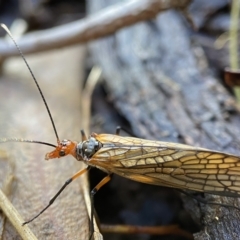 Chorista australis (Autumn scorpion fly) at Bango, NSW - 8 Apr 2023 by AJB