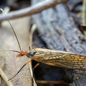 Chorista australis at Bango, NSW - 8 Apr 2023