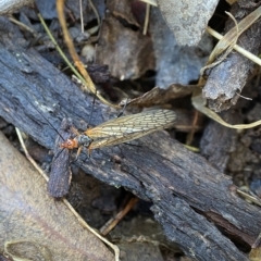 Chorista australis at Bango, NSW - 8 Apr 2023 04:22 PM