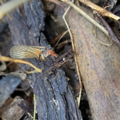 Chorista australis at Bango, NSW - 8 Apr 2023 04:22 PM