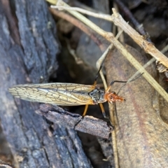 Chorista australis at Bango, NSW - 8 Apr 2023