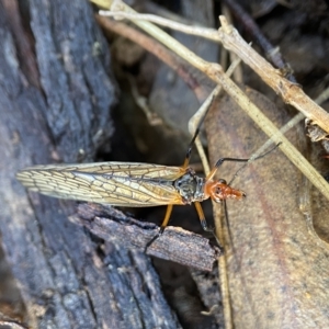 Chorista australis at Bango, NSW - 8 Apr 2023