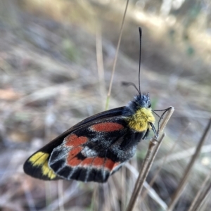 Delias harpalyce at Bango, NSW - 8 Apr 2023