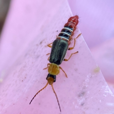 Carphurus sp. (genus) (Soft-winged flower beetle) at Bango, NSW - 8 Apr 2023 by AJB