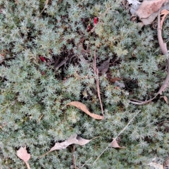 Astroloma humifusum (Cranberry Heath) at Carwoola, NSW - 8 Apr 2023 by LPadg