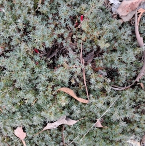 Styphelia humifusum at Carwoola, NSW - 8 Apr 2023 11:30 AM