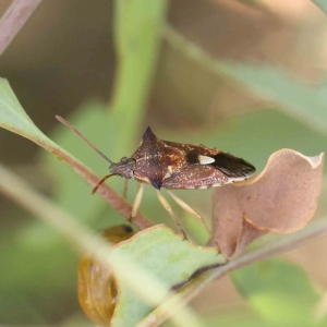 Oechalia schellenbergii at O'Connor, ACT - 12 Feb 2023 04:05 PM