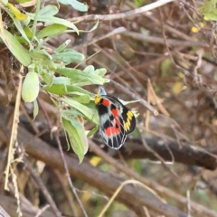 Delias harpalyce (Imperial Jezebel) at O'Connor, ACT - 12 Feb 2023 by ConBoekel