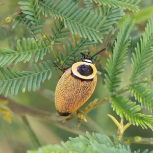 Ellipsidion australe at O'Connor, ACT - 12 Feb 2023