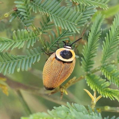 Ellipsidion australe (Austral Ellipsidion cockroach) at O'Connor, ACT - 12 Feb 2023 by ConBoekel