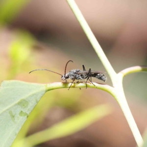 Myrmecia sp. (genus) at O'Connor, ACT - 12 Feb 2023