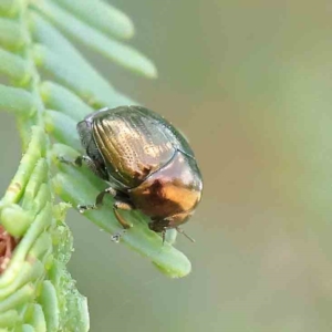 Ditropidus sp. (genus) at O'Connor, ACT - 12 Feb 2023