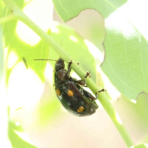 Paropsisterna octosignata at O'Connor, ACT - 12 Feb 2023 04:17 PM