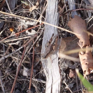 Phaulacridium vittatum at O'Connor, ACT - 12 Feb 2023